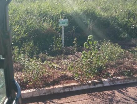 ANTES-LIMPEZA DE TERRENO